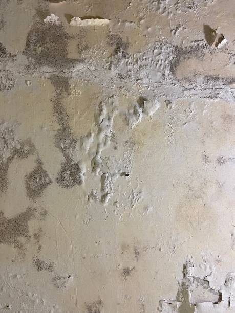Best Residential Mold Removal  in Garden City, SC