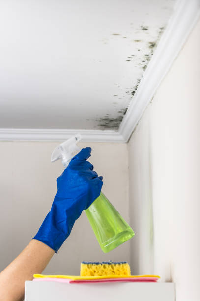 Best Fast Mold Removal  in Garden City, SC